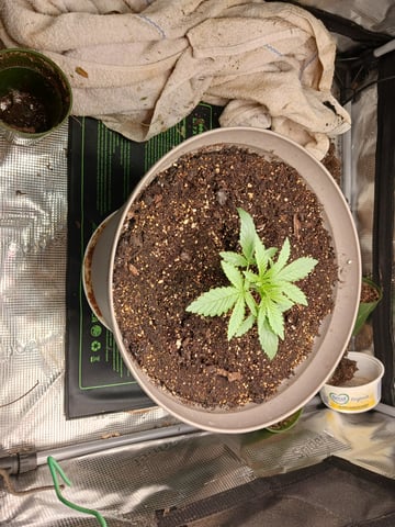 4th grow  — vegetative, day 145