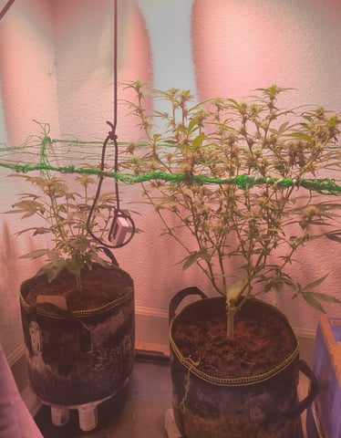 pineapple Express  — flower, day 10