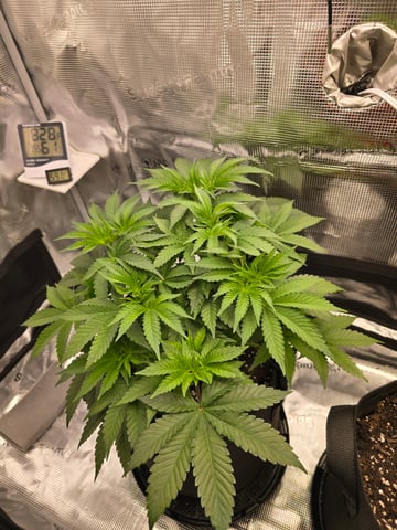 Northern lights #10 (Alaska) — vegetative, day 33