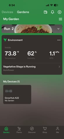 Grow #2 — vegetative, day 38