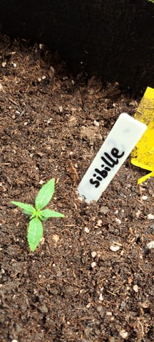 First Grow with the new setup  — seedling_rooting, day 8
