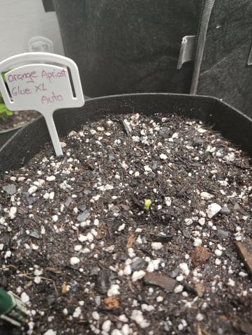 something new — germination, day 1