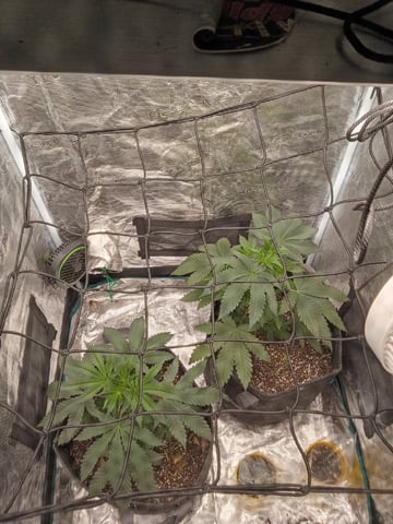 First Grow — vegetative, day 45