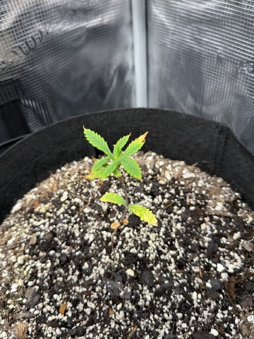 Gorilla Cookies — 1st Grow — vegetative, day 33