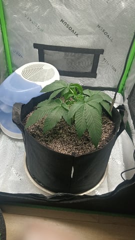 Critical Purple Kush — vegetative, day 41