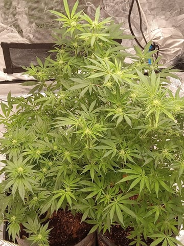 critical purple kush x peyote wifi  in the auto pot system tray 2 grow with added microhazian to the coco coir  — flower, day 75