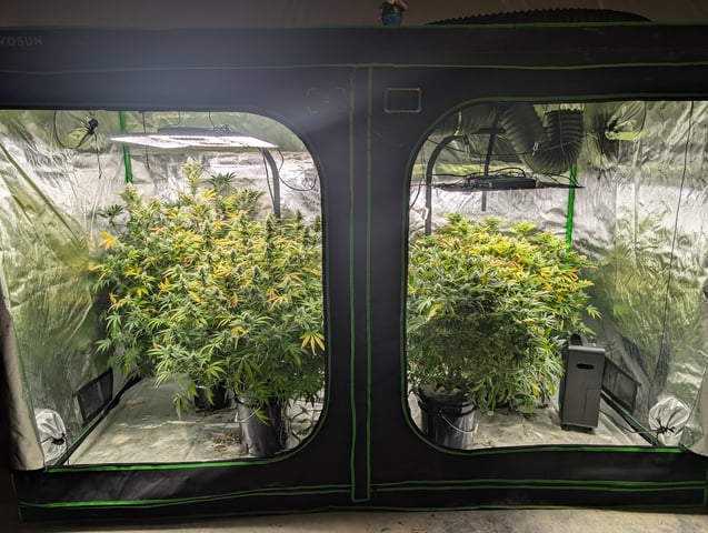 Acapulco Gold  — flower, day 92