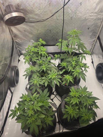 2nd Grow Lemon Cherry Cookies — vegetative, day 30