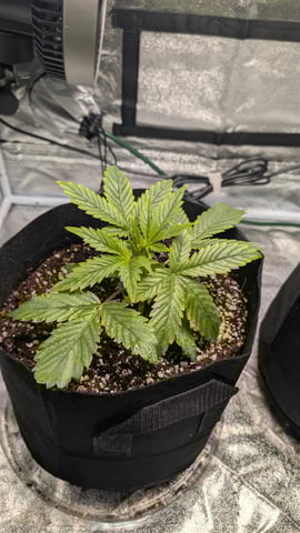 Grow 1 — vegetative, day 25