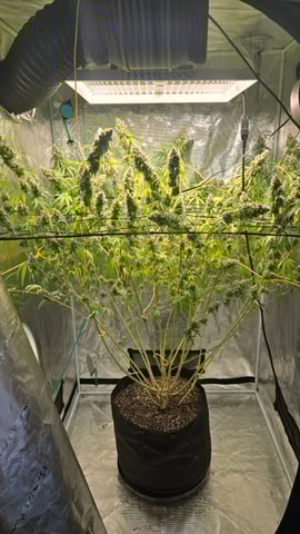 Big Momma Blue Dream  — flower, day 52