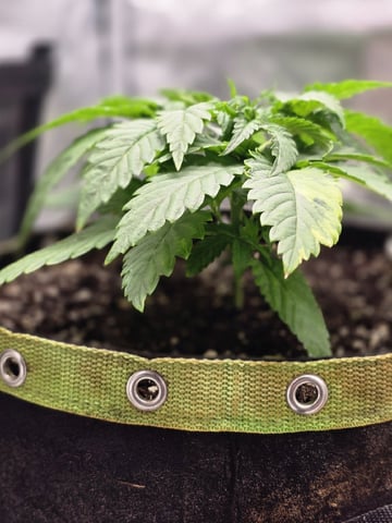 mc nuggets r1 — vegetative, day 18