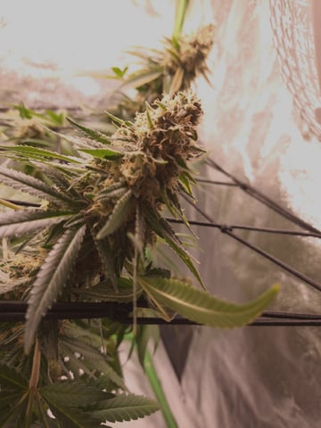 Pineapple Chunk/Runtz — flower, day 135