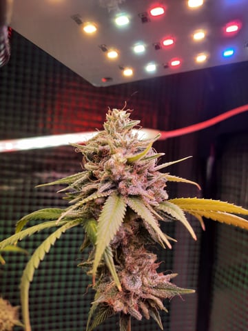 missing pieces — flower, day 130