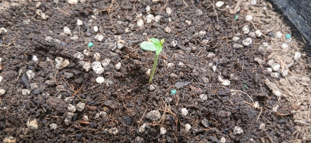 breding progam 1 — germination, day 1