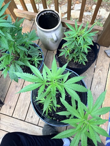mixing it up — vegetative, day 55