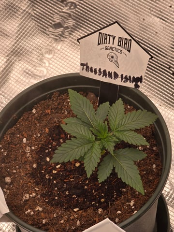 Dirty Bird - Thousand Island Fem & Platinum Kush Breath Remix x Grape Cakehead Fem Photo  — vegetative, day 11