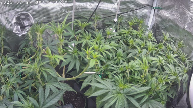 Bubblegum — vegetative, day 63