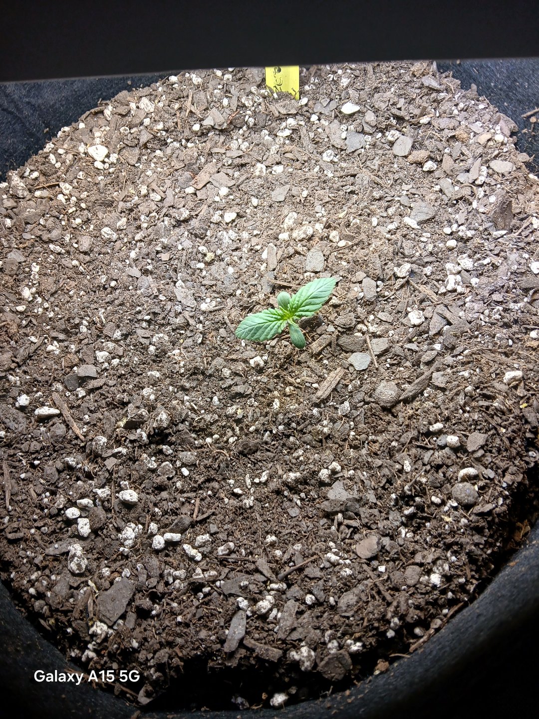 1st Grow