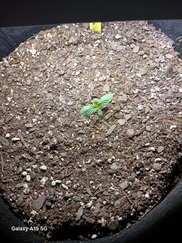 1st Grow — seedling_rooting, day 1