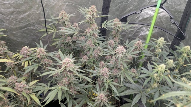 Mixed Grow — flower, day 86