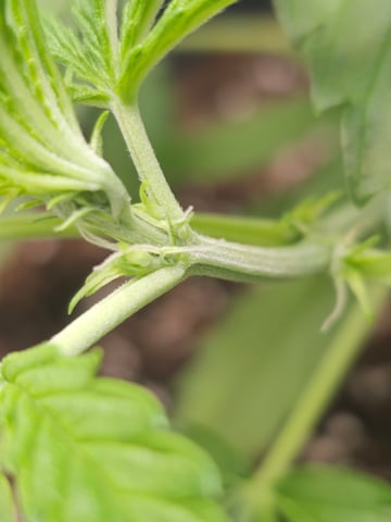 Cheshablue  — vegetative, day 8