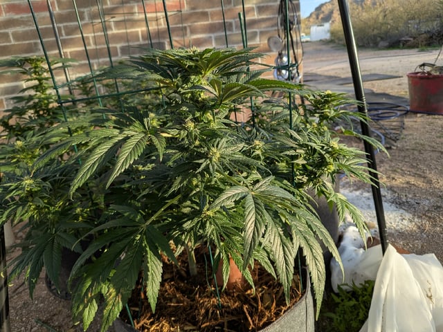 October Start — flower, day 107