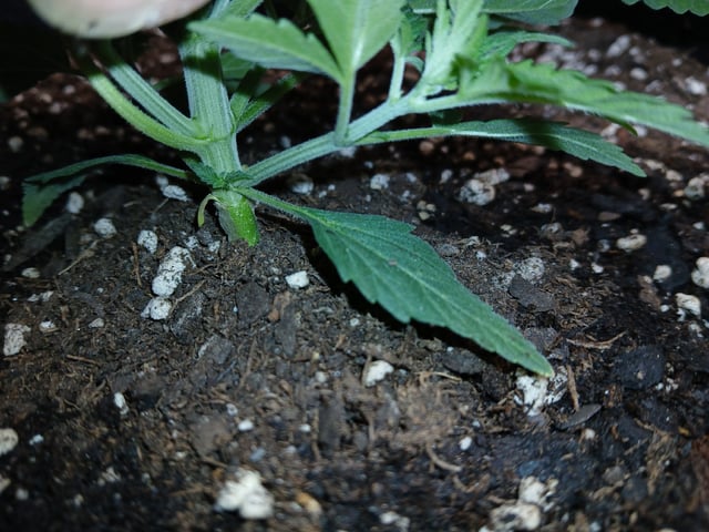 fruity pebbles, cap junky — vegetative, day 32