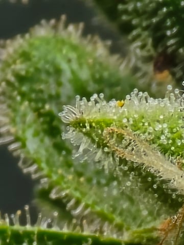 Green Gelato Auto — flower, day 71