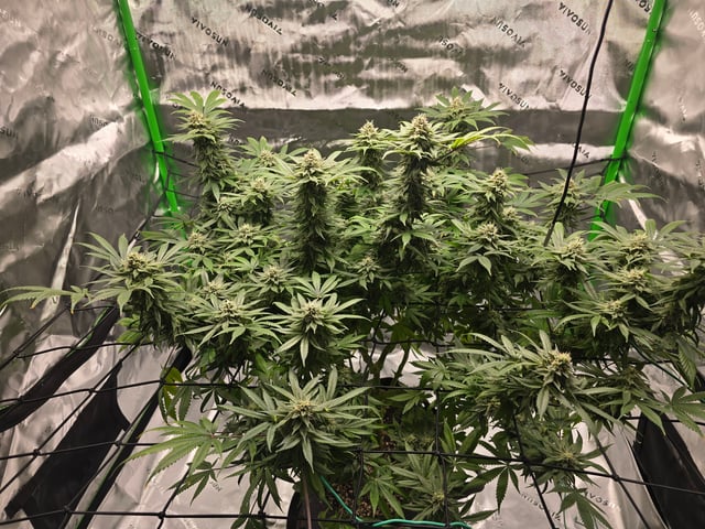 First grow — flower, day 103