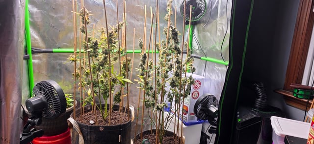 Here We Grow... — flower, day 105