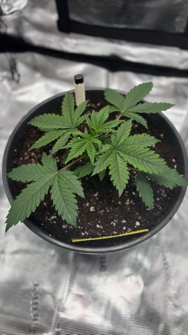 #1 momo (purple punch) — vegetative, day 19