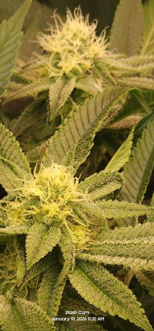 Punch Mints Female Pheno #2 Clone(s) — flower, day 277