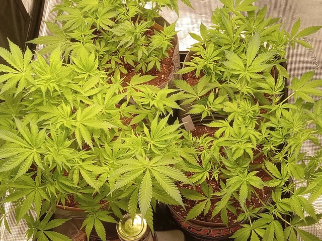 critical purple kush x peyote wifi  in the auto pot system tray 2 grow with added microhazian to the coco coir  — vegetative, day 49