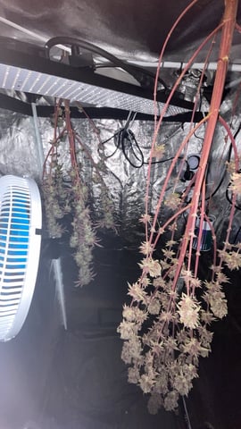 Tangie — harvest, day 134