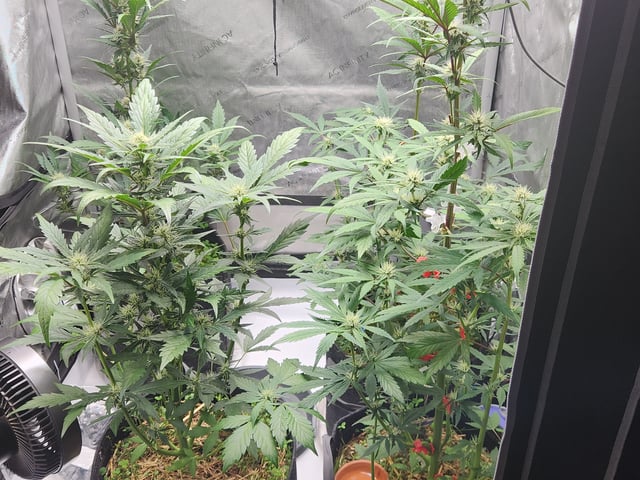 Mephisto Apple Crush and Pop tart OG in Nature's Living Soil.  — flower, day 46