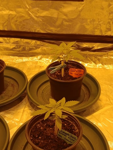 mr — vegetative, day 21