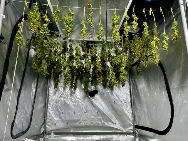 XJ-13 x Pennywise — harvest, day 152