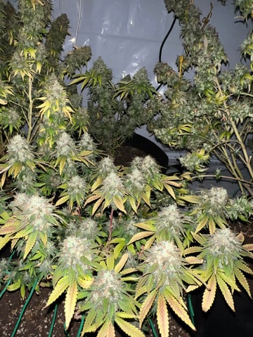 Indoor Grow  — flower, day 117