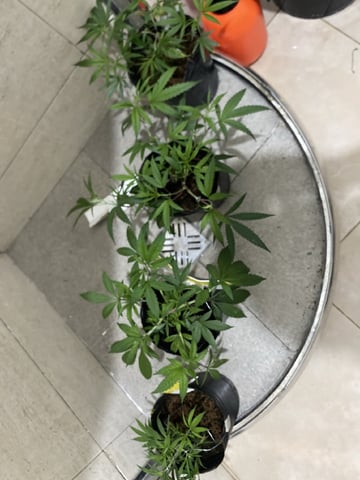 75x60  x 4 Gens — vegetative, day 19