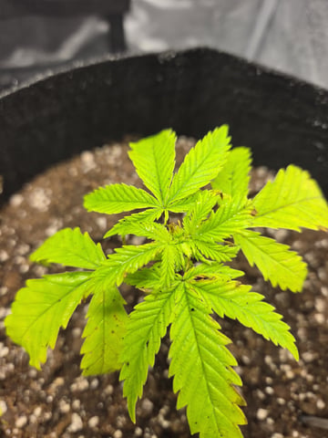 My first batch of medication — vegetative, day 36
