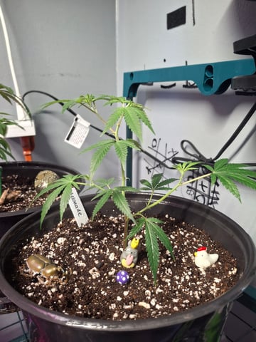 III — seedling_rooting, day 18