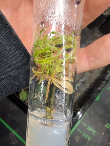 Plant in a test tube — seedling_rooting, day 256