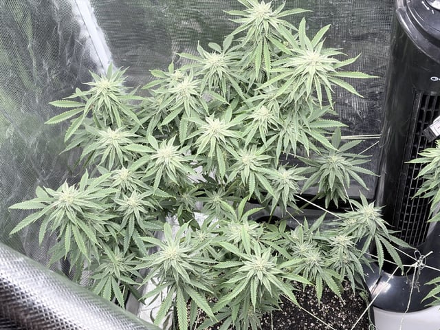 New LADIEZZ — flower, day 104