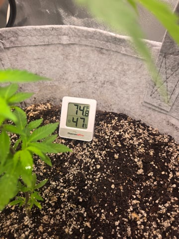 Looking for advice! — vegetative, day 8