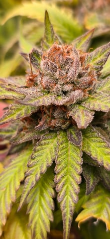 Attack Of The Clones — flower, day 86