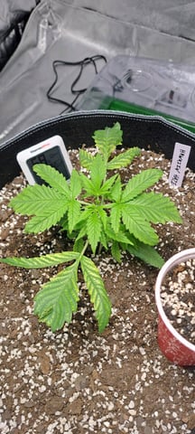 Hawaiian Haze  — vegetative, day 16