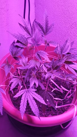 Black Banan (1a steckling vom steckling)