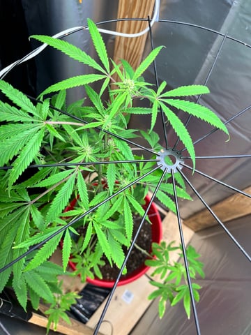 My Devine Conscious  — flower, day 144