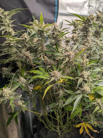 Boogie Brew + Bloom — flower, day 97