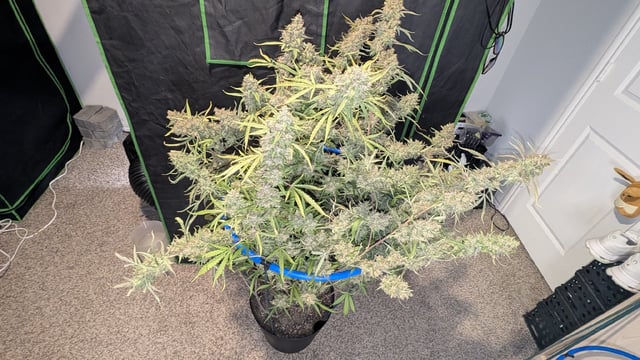 Mixed Grow — flower, day 131